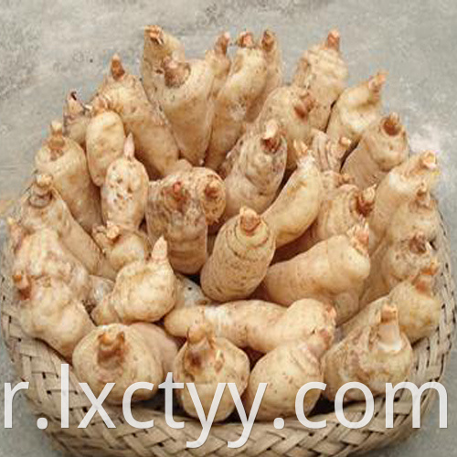 Gastrodia elata Blume food